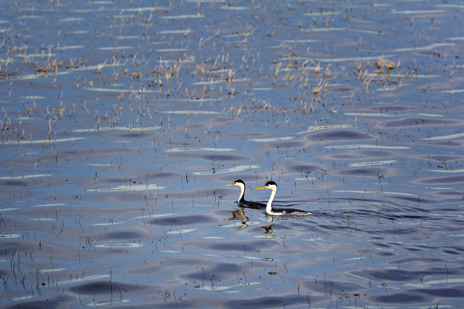 Western Grebes