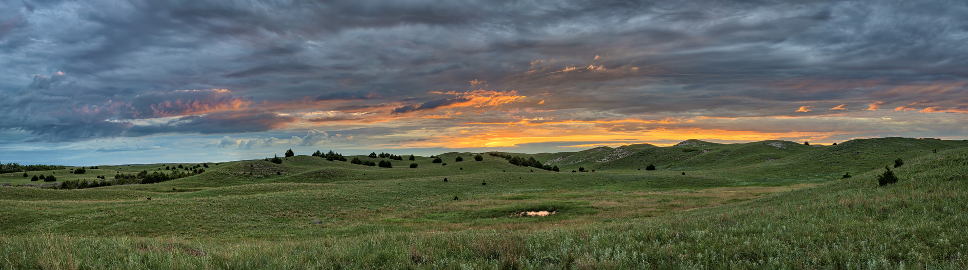 Wet Meadow Evening