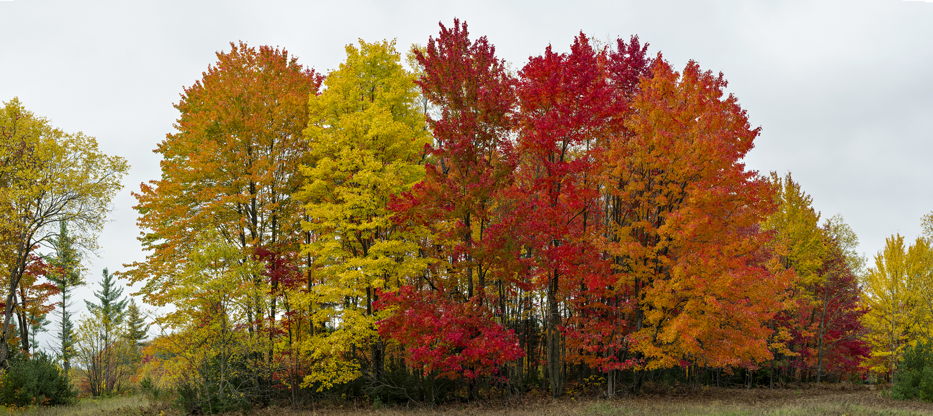Wexford County Afternoon II