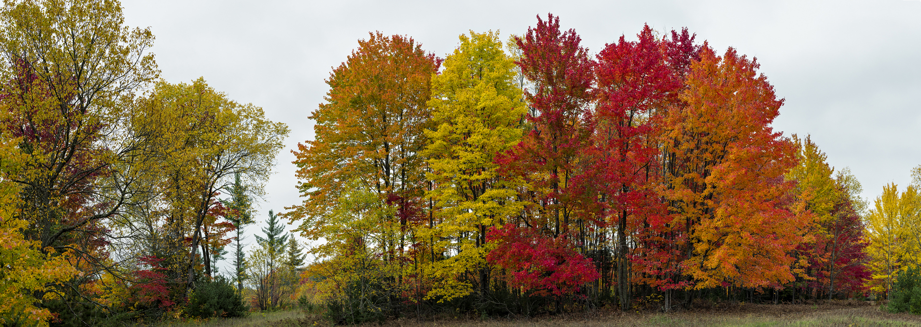 Wexford County Afternoon III