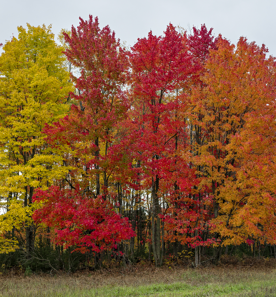 Wexford County Afternoon IV