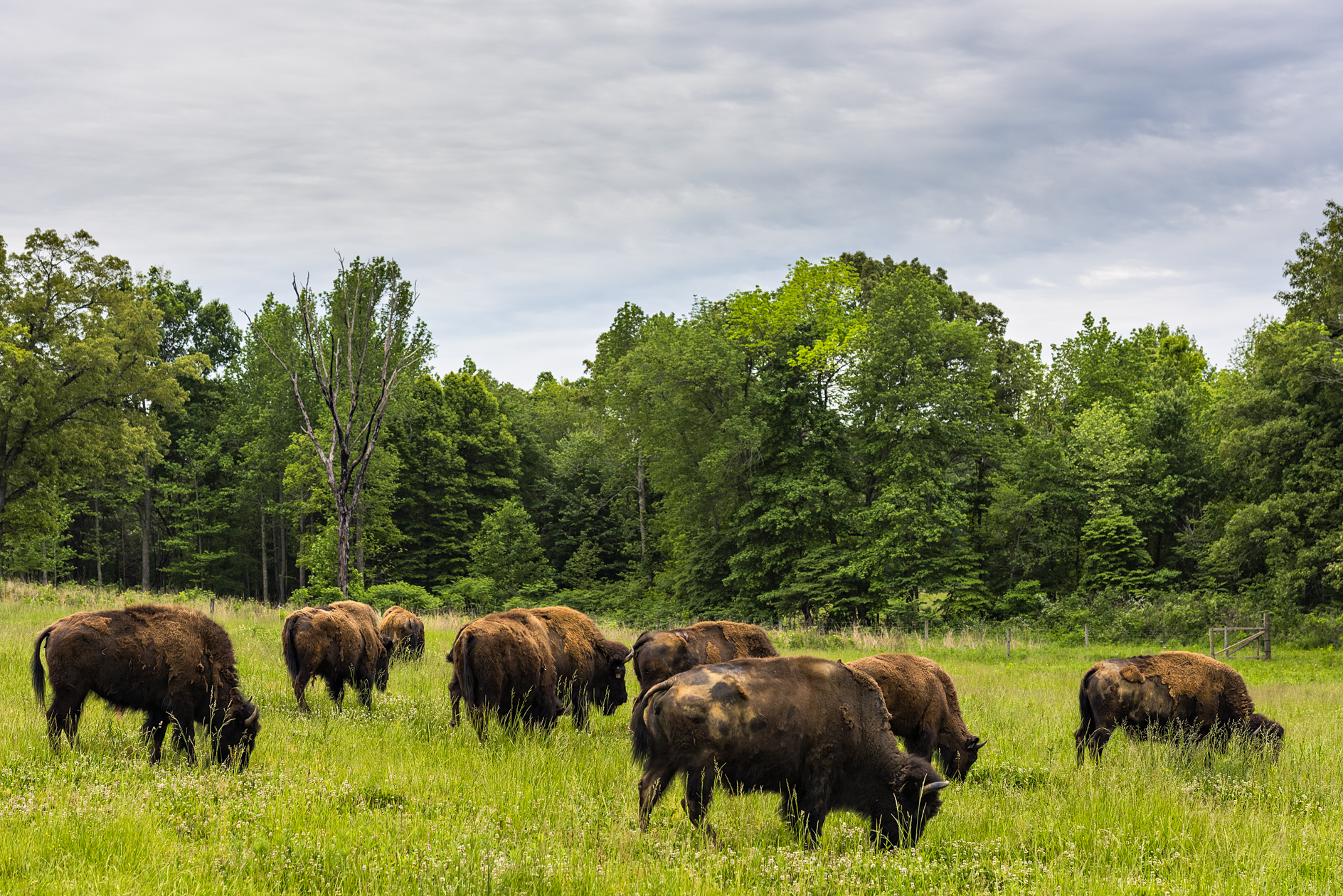 When the Grass Is Greener