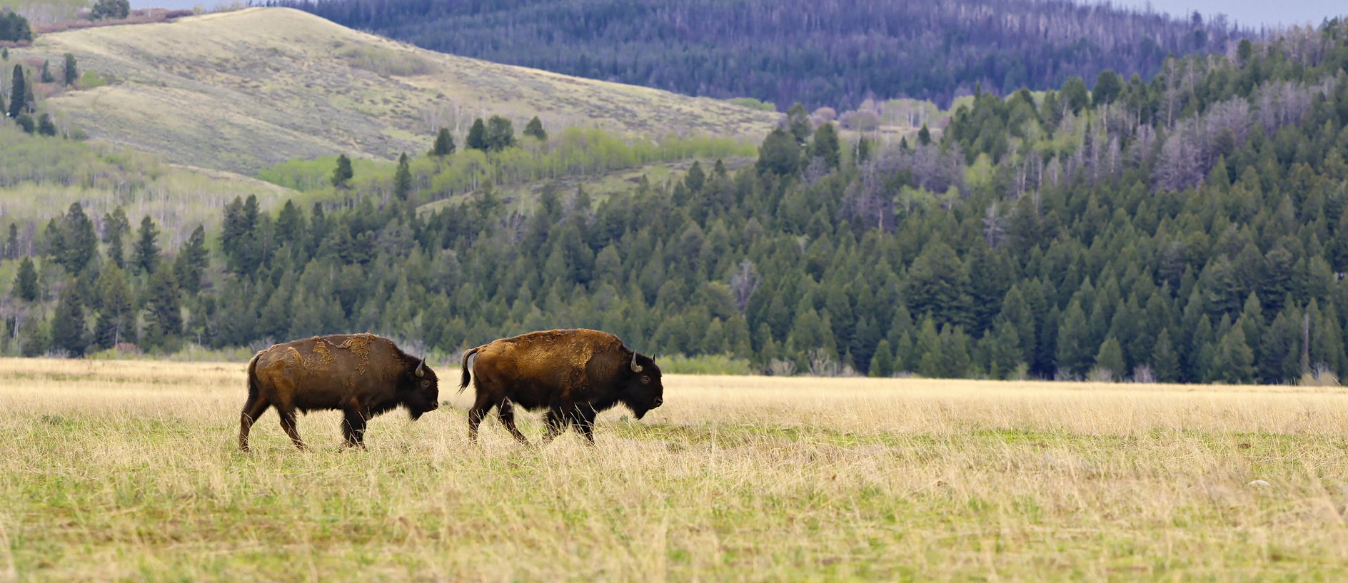 Where the Buffalo Roam