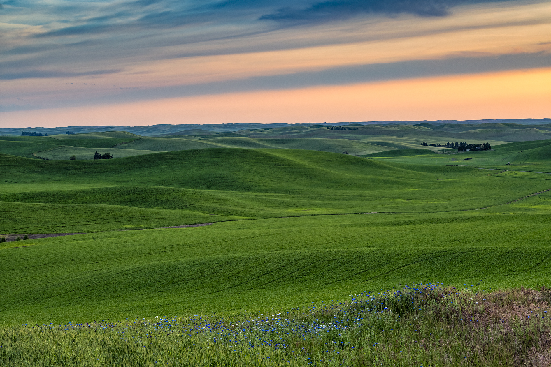 Whitman County Evening