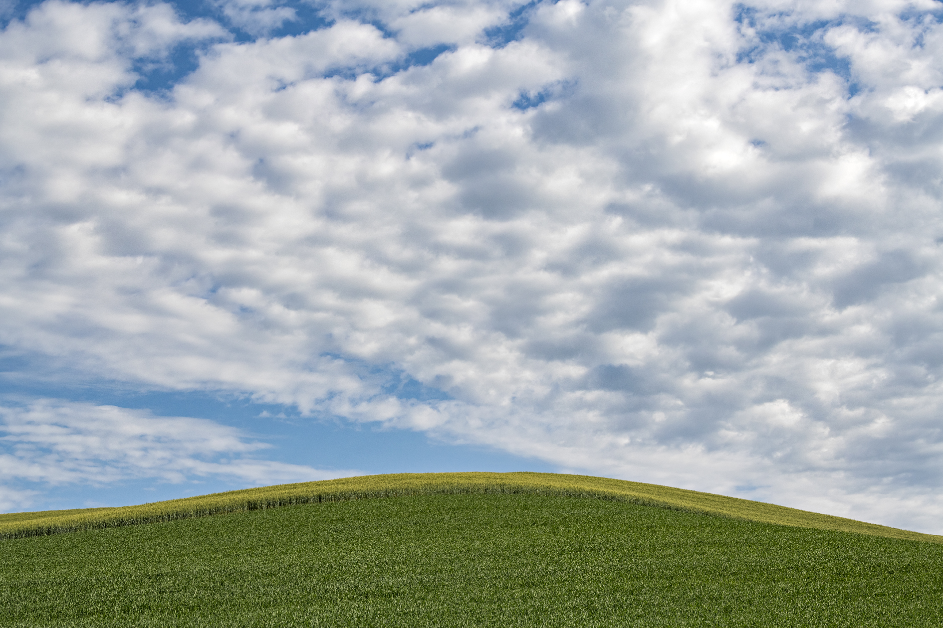 Whitman County Morning
