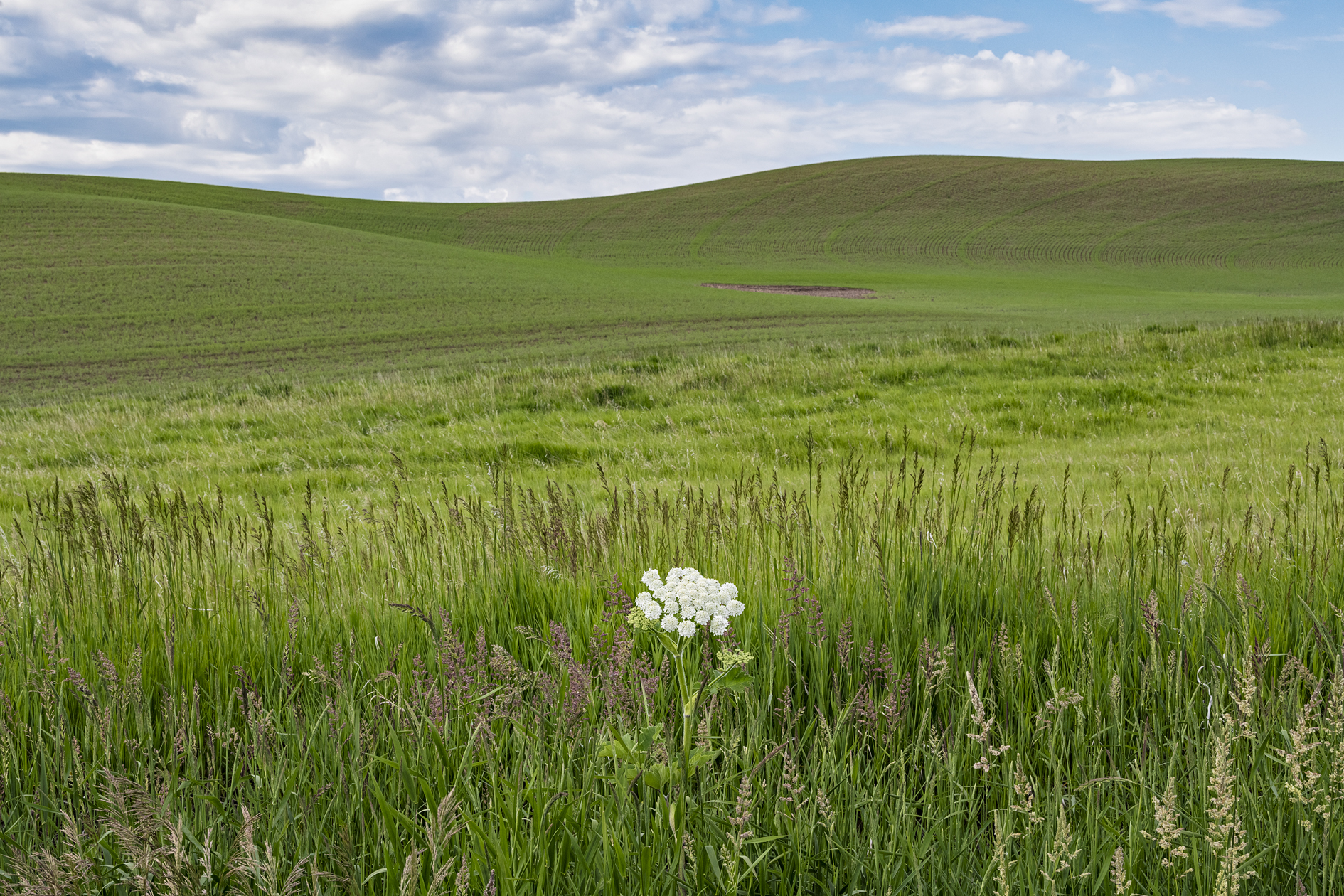 Whitman County Morning II