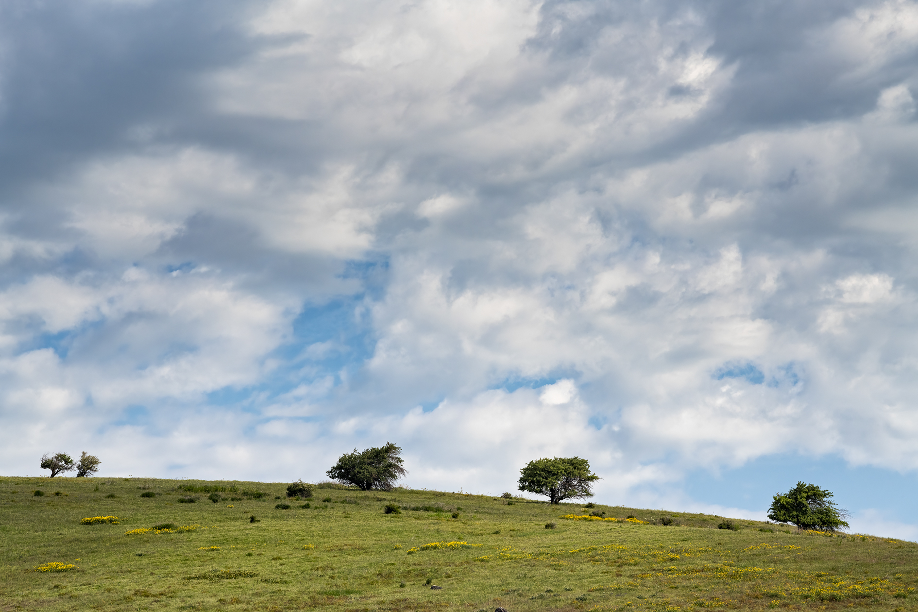 Whitman County Morning III