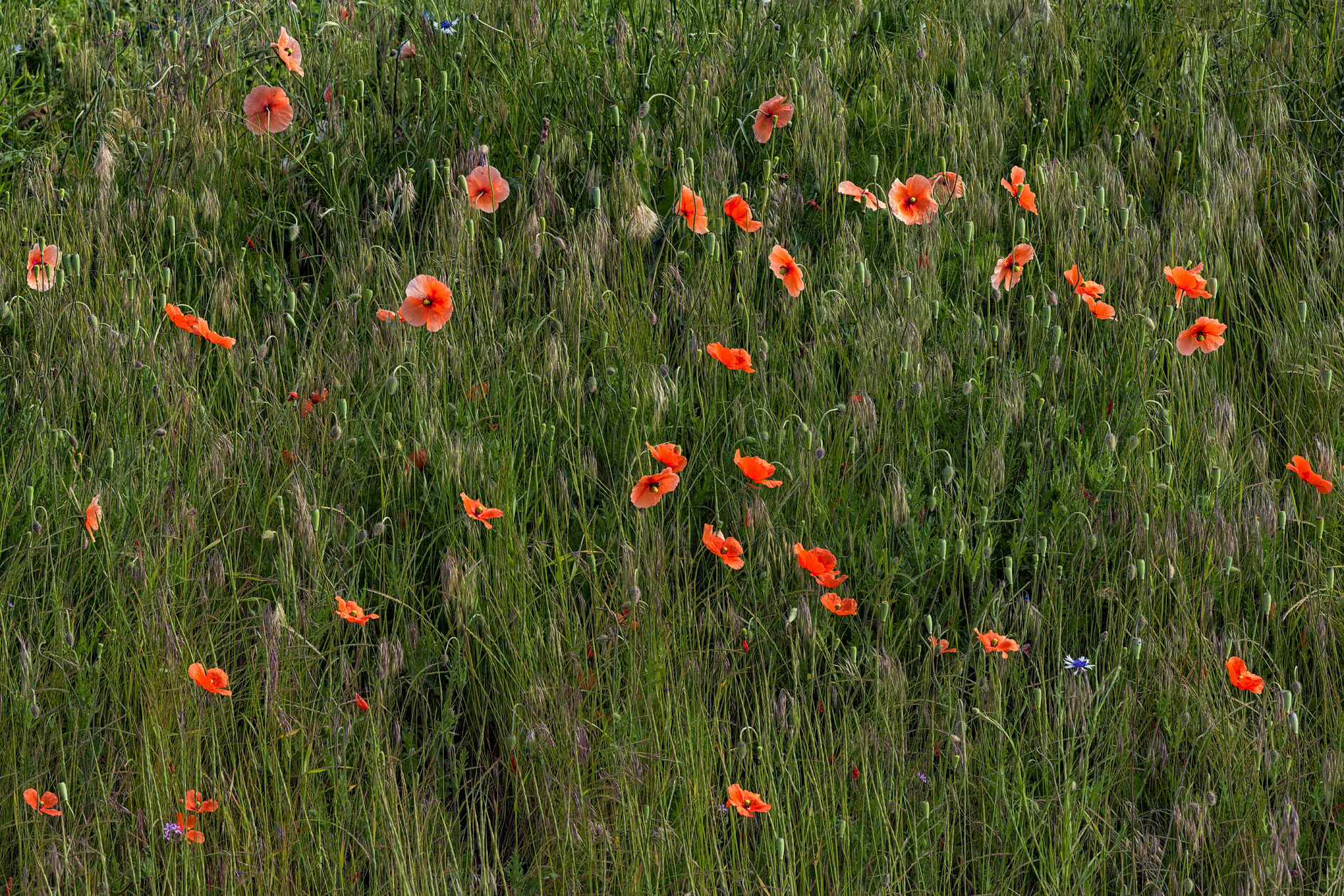 Wild Poppy Morning