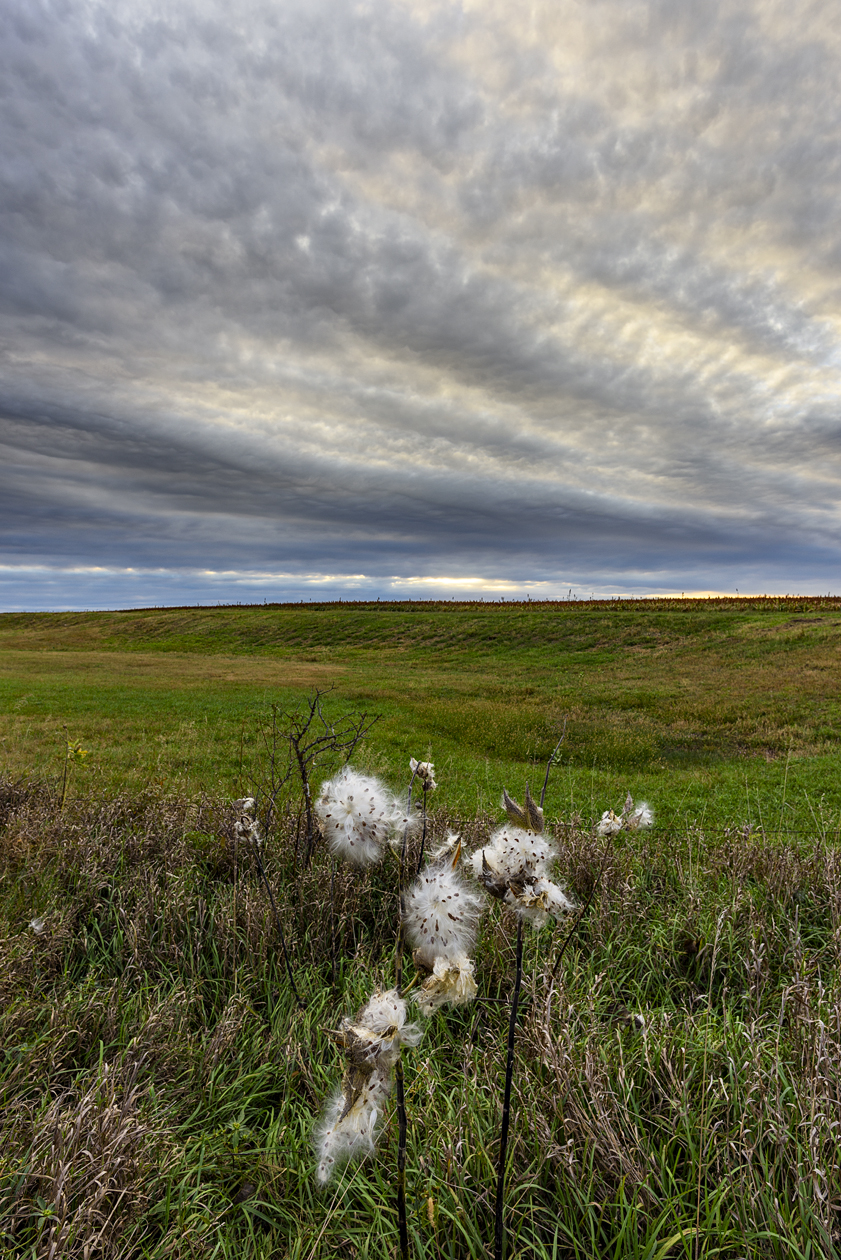 Wind Blown Promises II