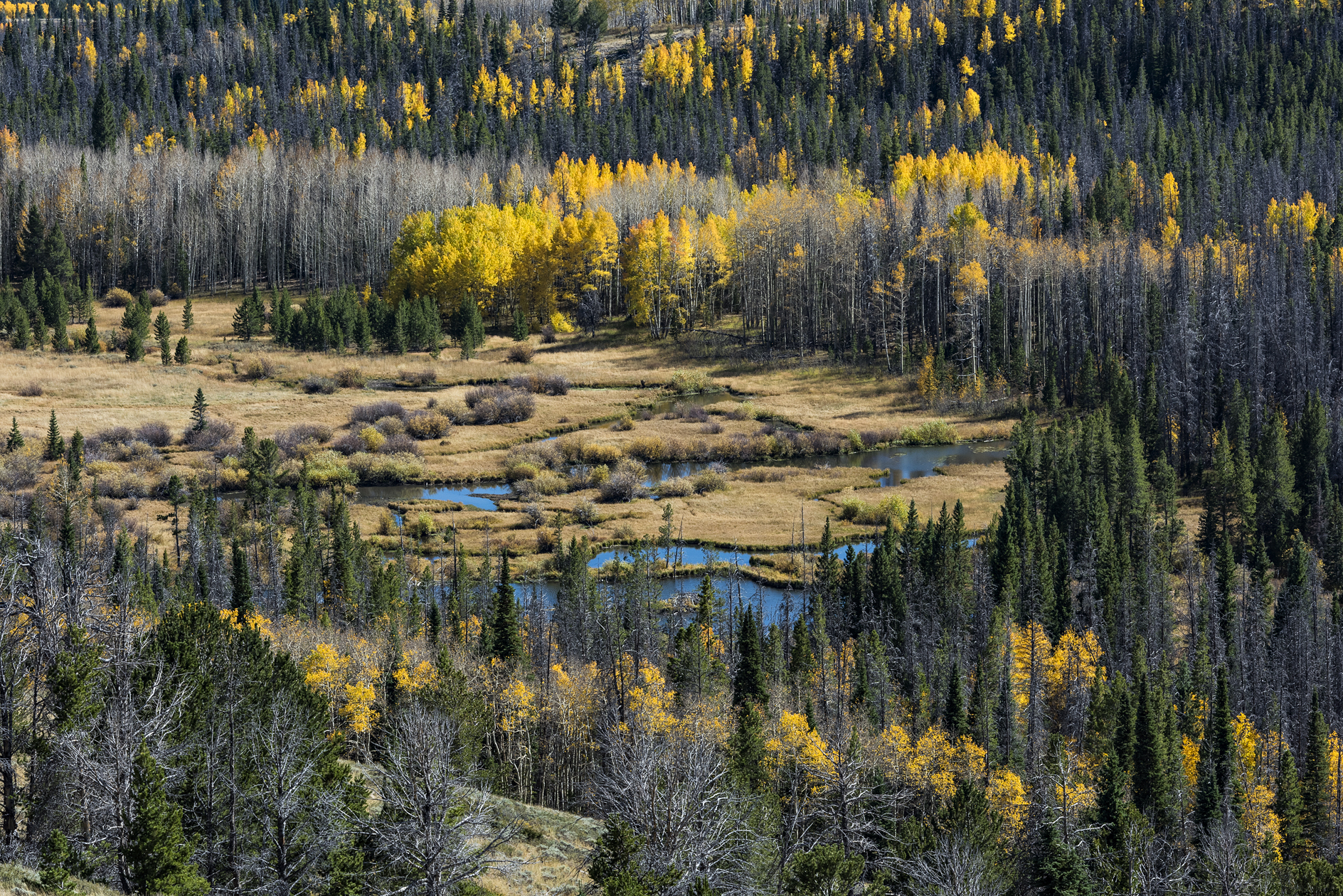 Winding Around the Aspen Groves