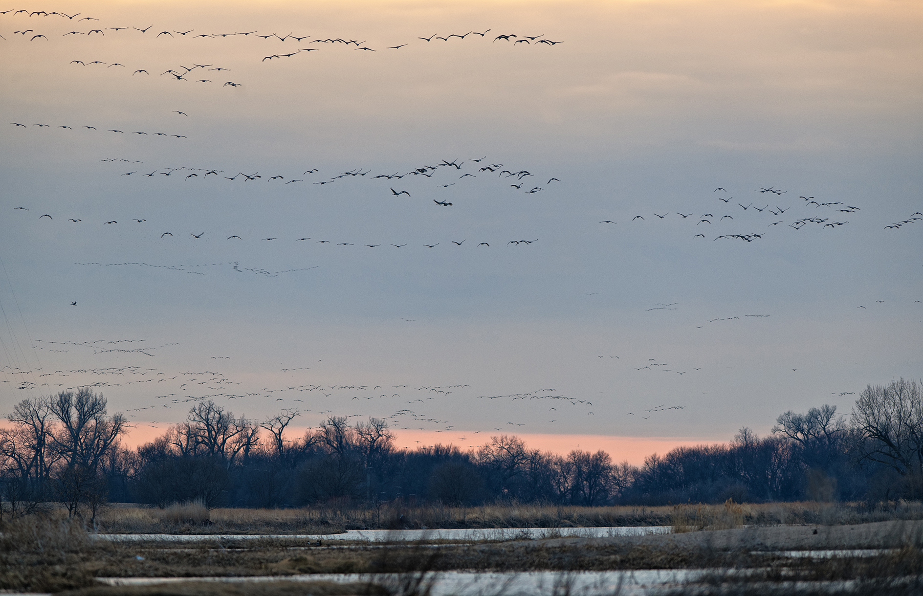 Wings Over the Platte