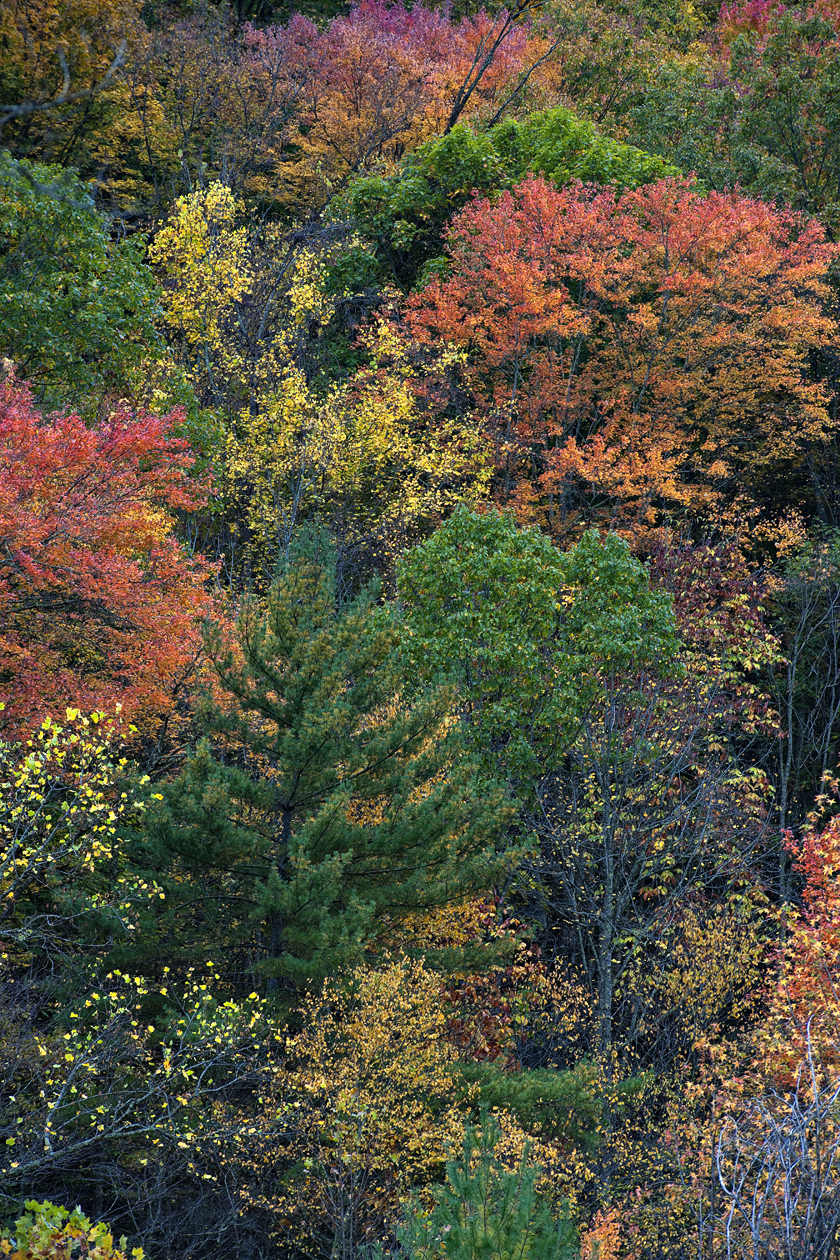 Winnowing the Competition