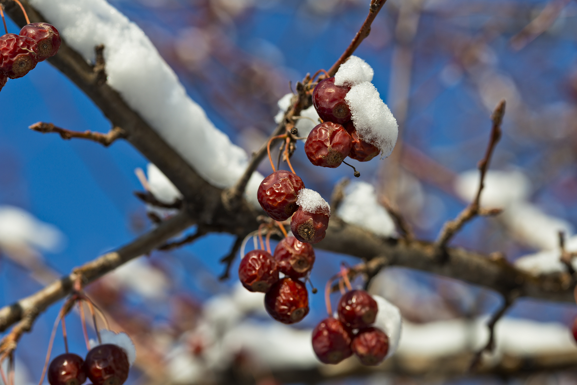 Winter Berries