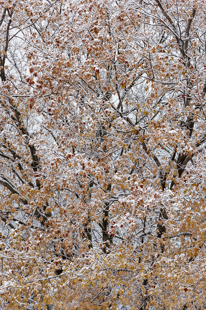 Winter Comes Knocking