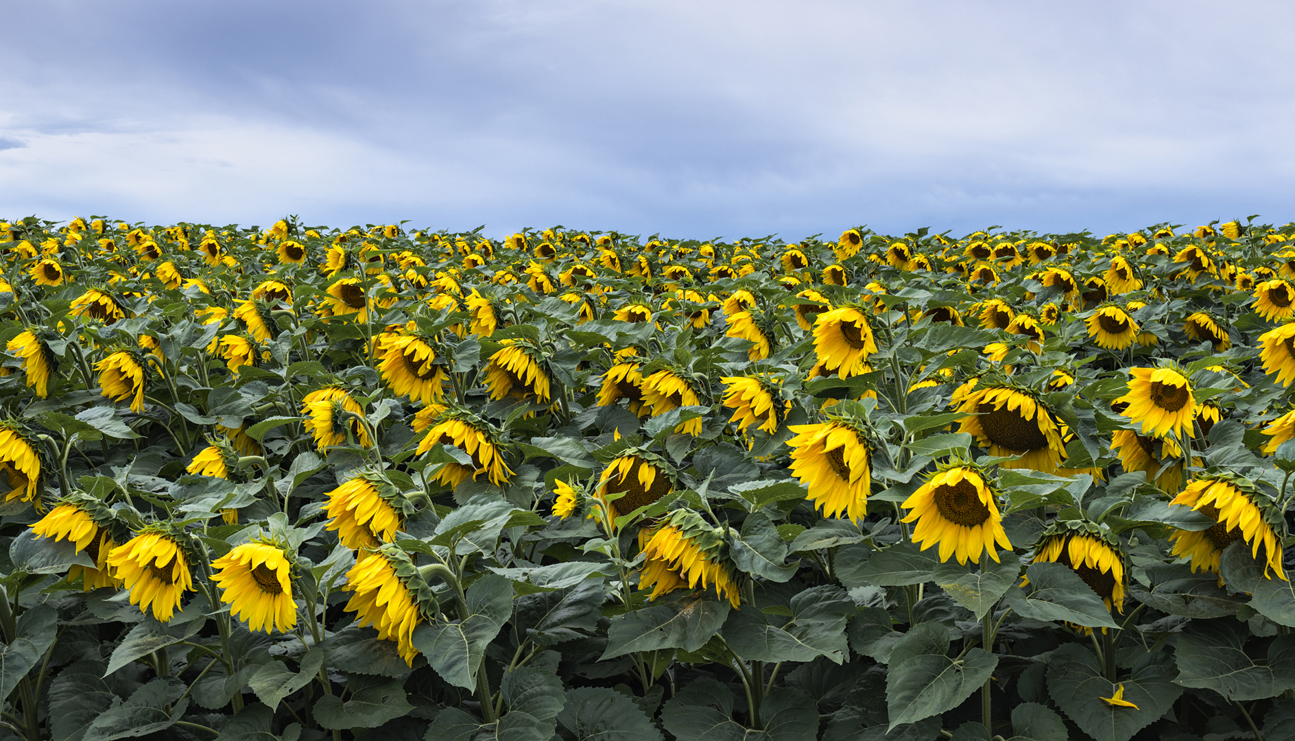 Yellow Bonnet Afternoon
