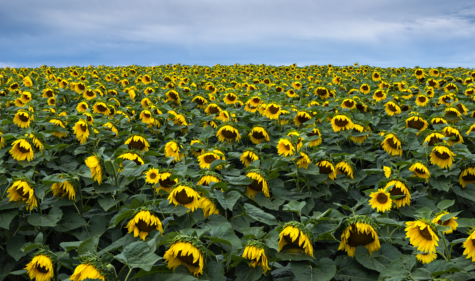Yellow Bonnet Afternoon II