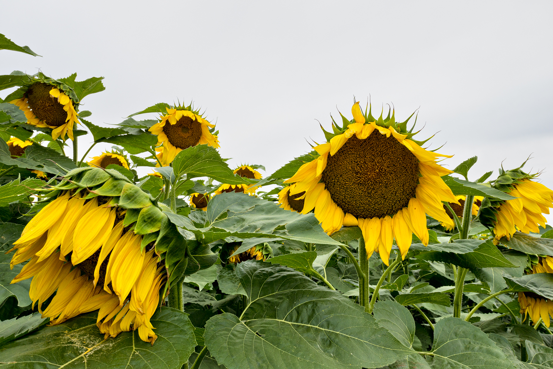 Yellow Bonnet Ladies