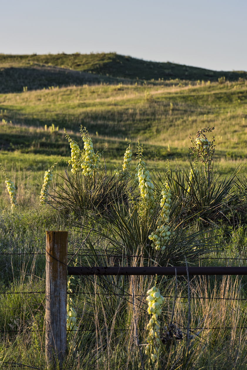 Yucca Evening
