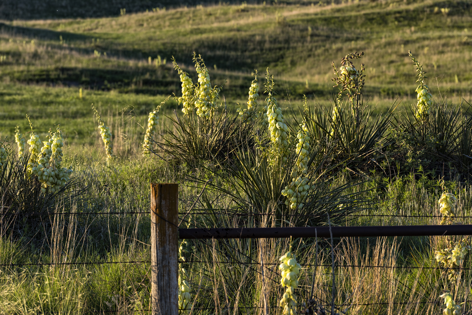 Yucca Evening II